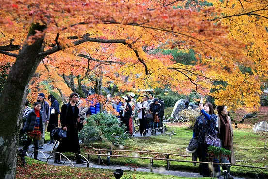 trees of bright color leaves in a park with people admiring them