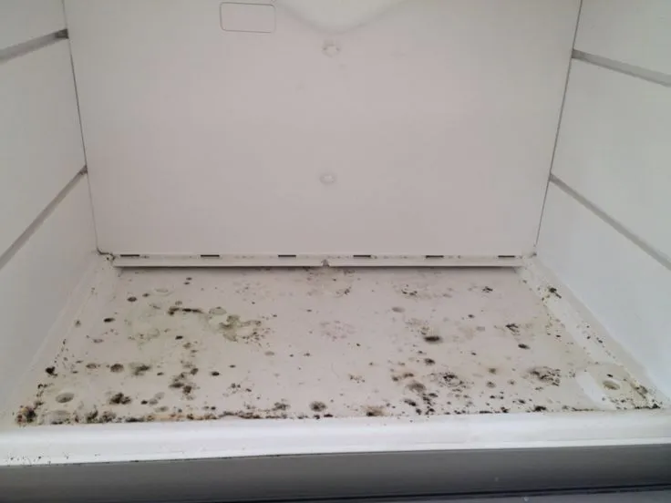 mold inside a refrigerator