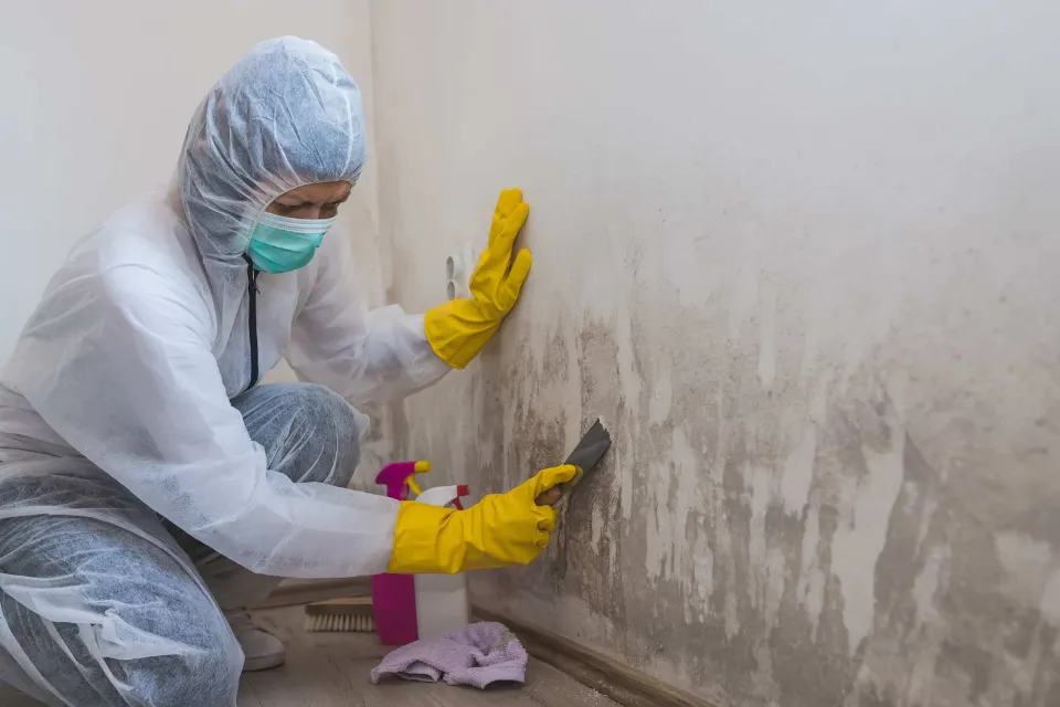 cleaning the mold of a wall